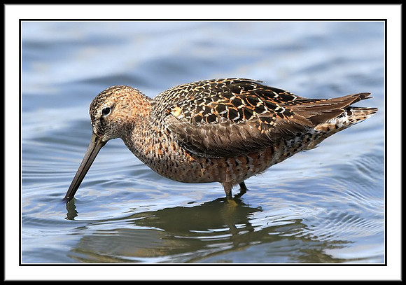 Dowitcher