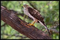 Coopers Hawks