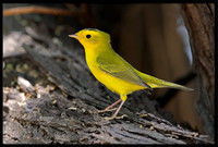 Wilson's Warblers