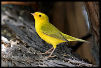 Wilson's Warbler