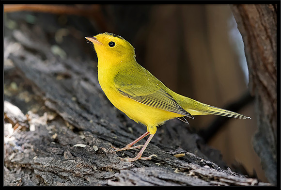 Wilson's Warbler