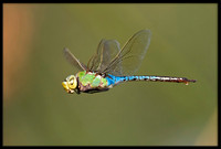 Green Darner Dragonfly