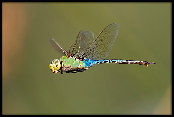 Green Darner Dragonfly