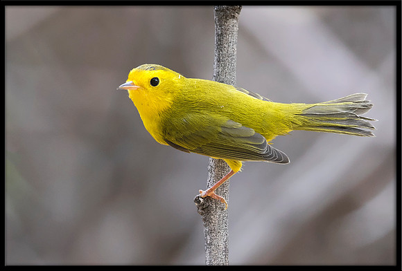 Wilson's Warbler