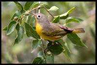 Nashville Warbler