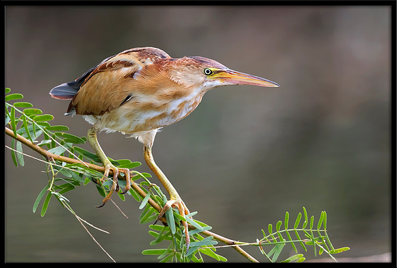 Least Bittern