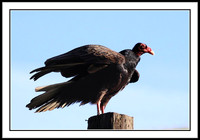 Turkey Vulture