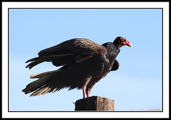 Turkey Vulture