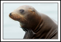 Sea Lion