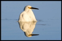 Snowy Egret