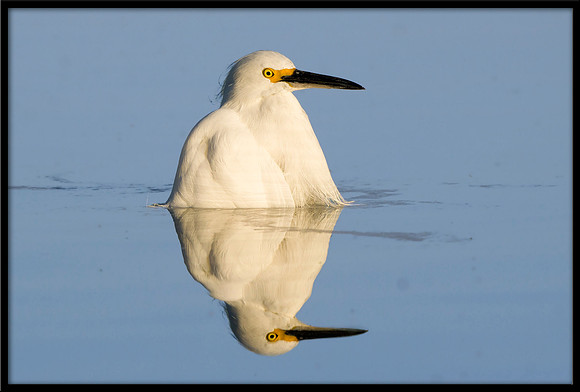 Snowy Egret