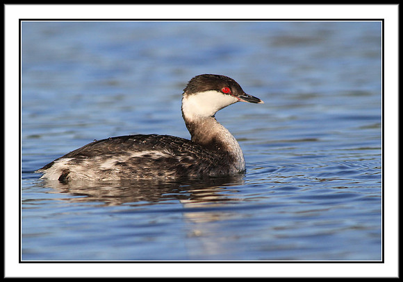 Horned Grebe