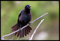 Grackles