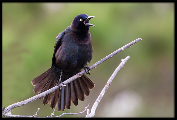Boat-tailed Grackle