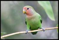 Rosy-faced Lovebird