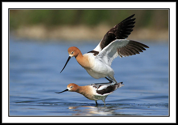 Avocets mating