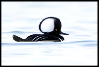 Hooded Merganser