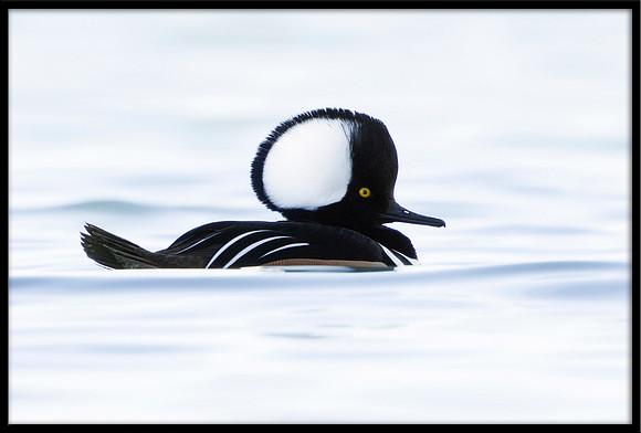 Hooded Merganser