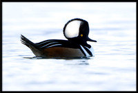 Hooded Merganser