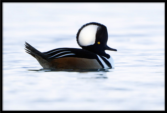 Hooded Merganser