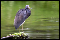 Tricolored Heron