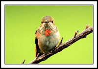 Rufous Hummingbird