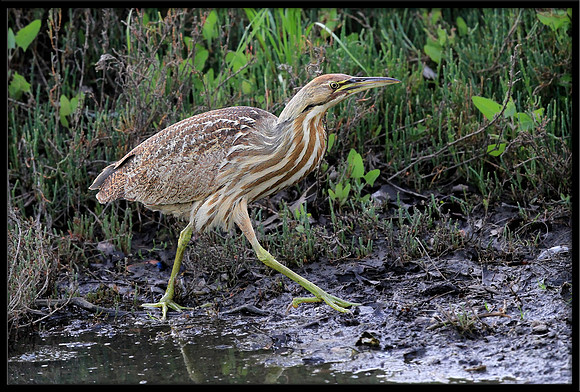 American Bittern