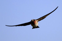 Cliff Swallow