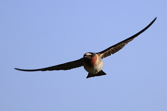 Cliff Swallow