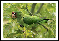 Mitred Parakeet