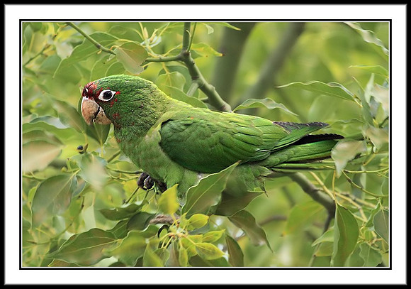 Mitred Parakeet