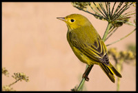 Yellow Warbler