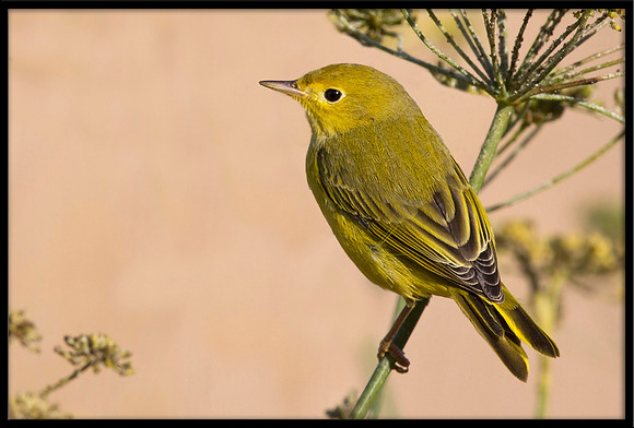 Yellow Warbler
