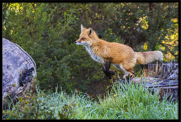 Red Fox