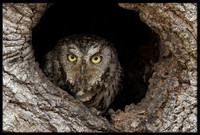 Western Screech Owl