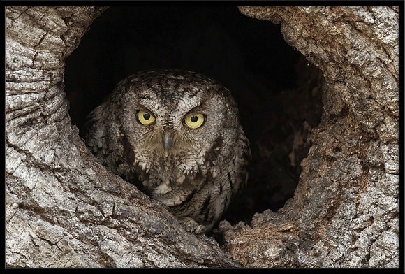Western Screech Owl