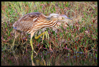 American Bittern