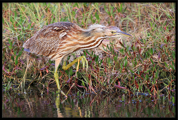 American Bittern