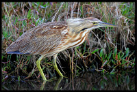 American Bittern