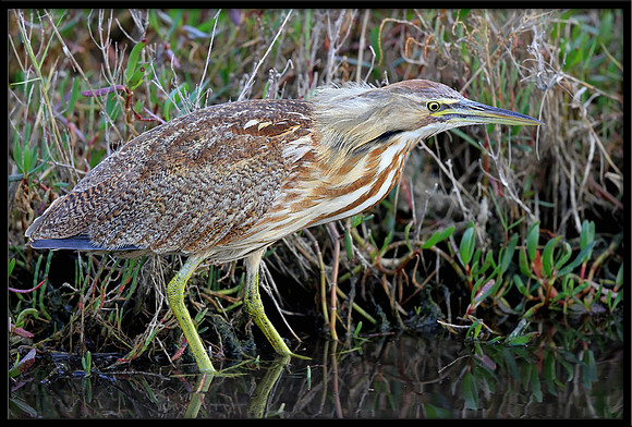 American Bittern