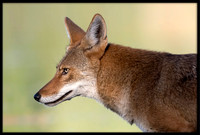 Coyotes