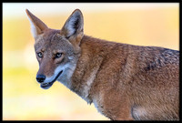 Coyote