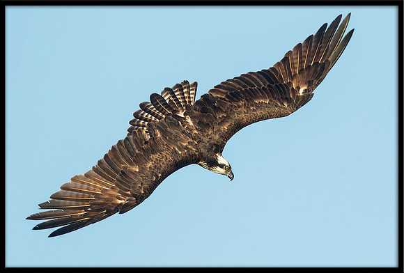 Osprey