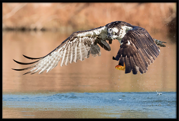 Osprey