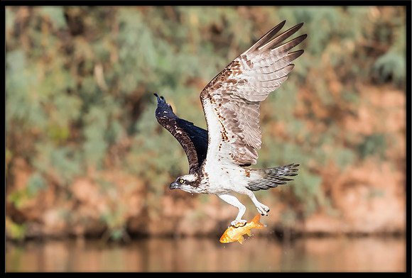 Osprey