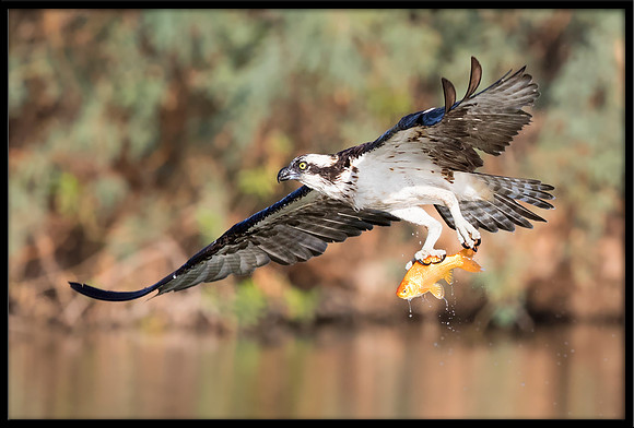 Osprey