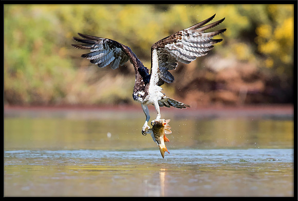 Osprey