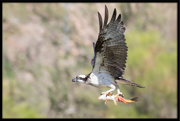 Osprey