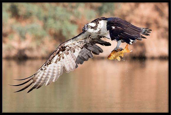 Osprey