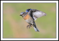Western Bluebird